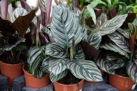 how to water calatheas